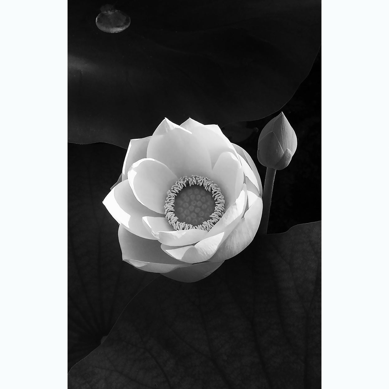 floral-black-and-white-fine-art-photography