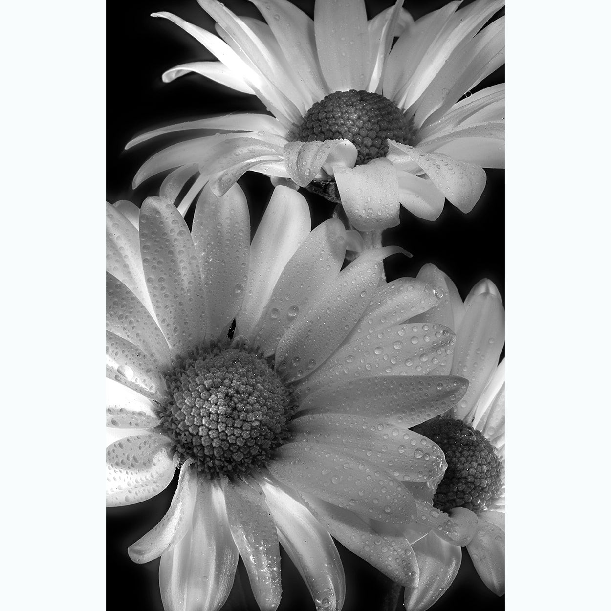 botanic-photography-black-and-white