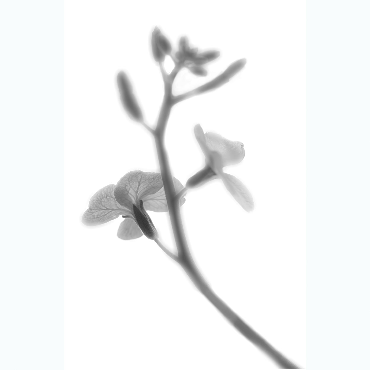 fine-art-photography-botanic-black-and-white