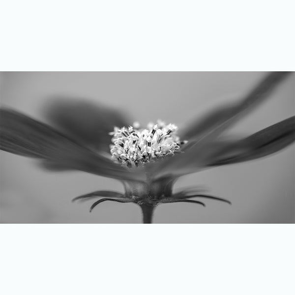 fine-art-photography-botanic-black-and-white