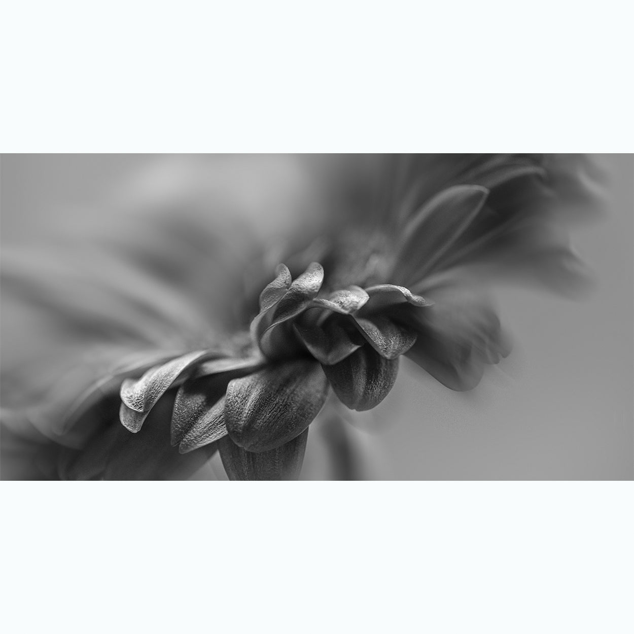 fine-art-photography-botanic-black-and-white