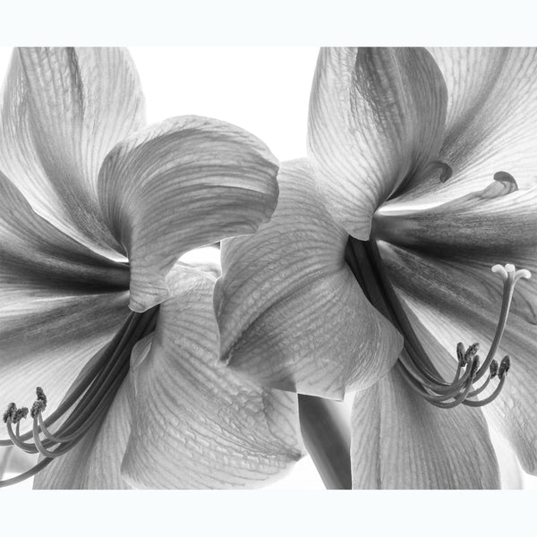 botanical-photography-black-and-white