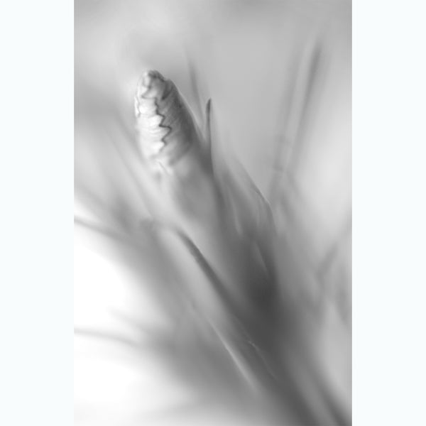 black-and-white-botanic-photography