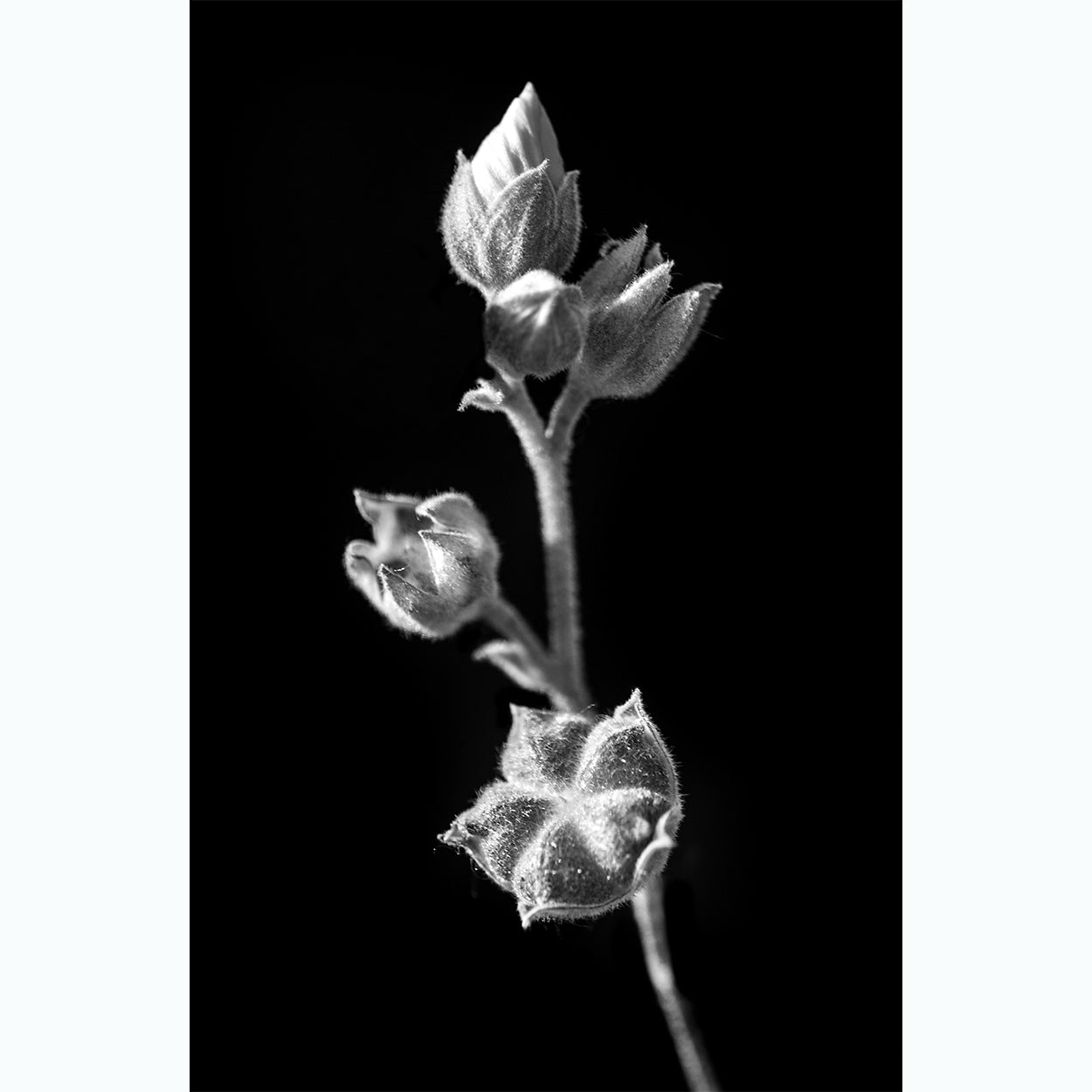 botanical-photography-black-and-white