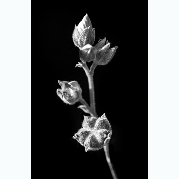 botanical-photography-black-and-white