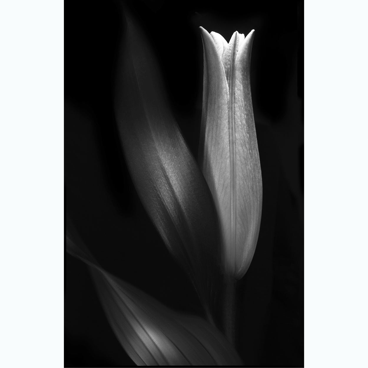 black-and-white-floral-fine-art-photography