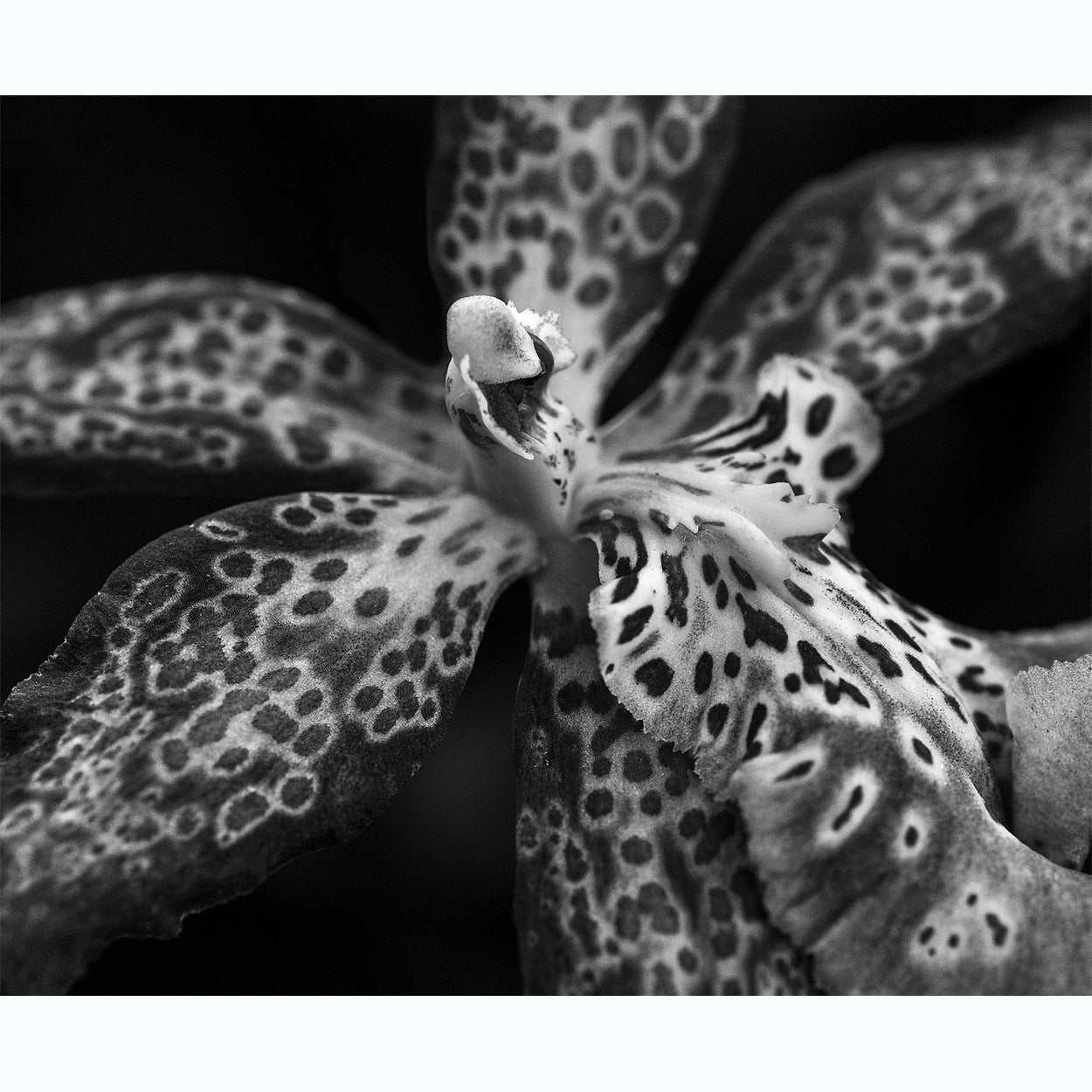 black-and-white-botanic-photography