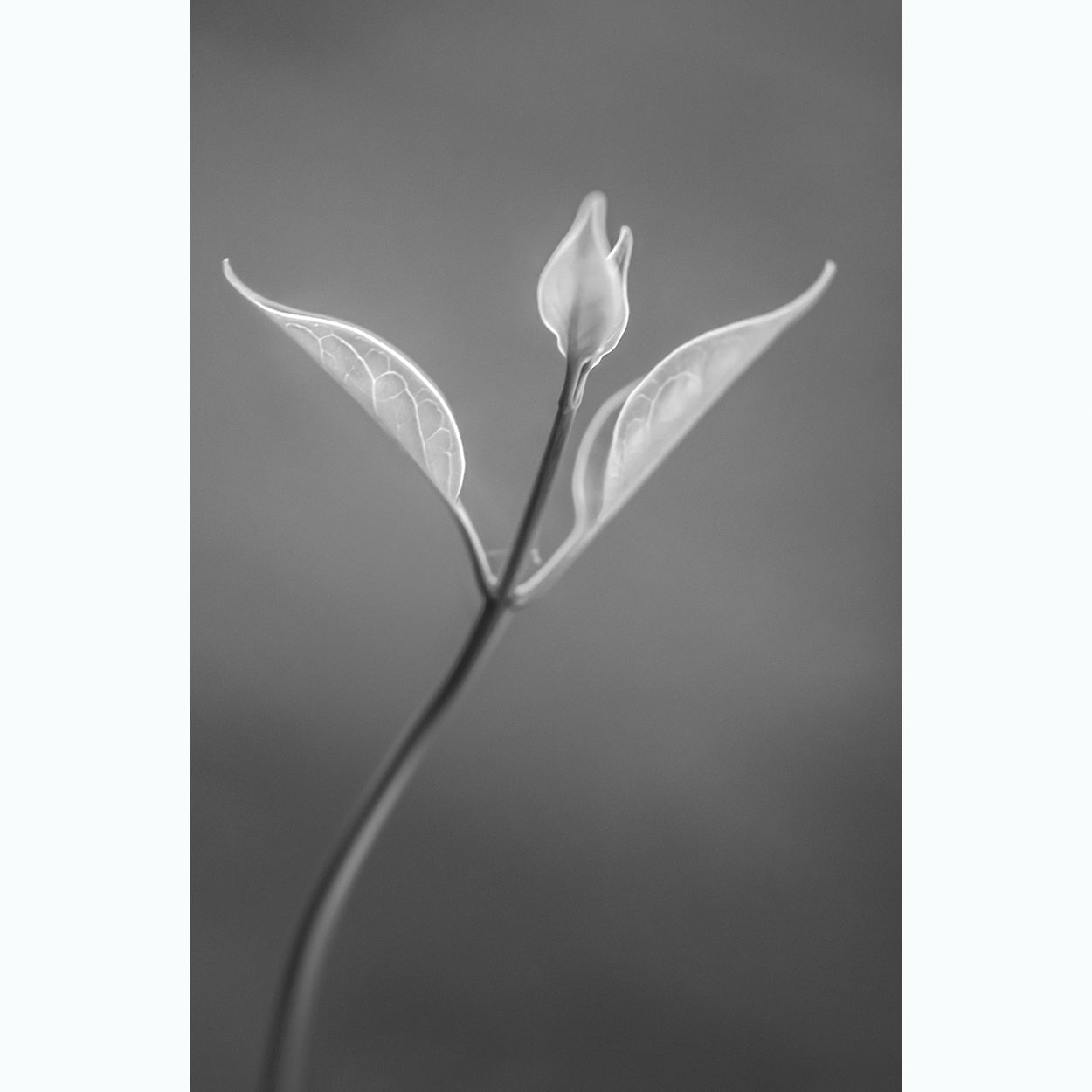 botanic-photography-black-and-white