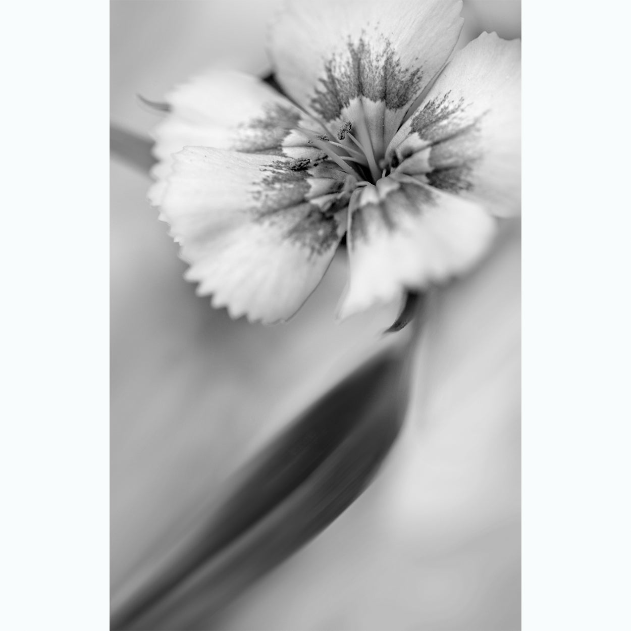 botanic-photography-black-and-white