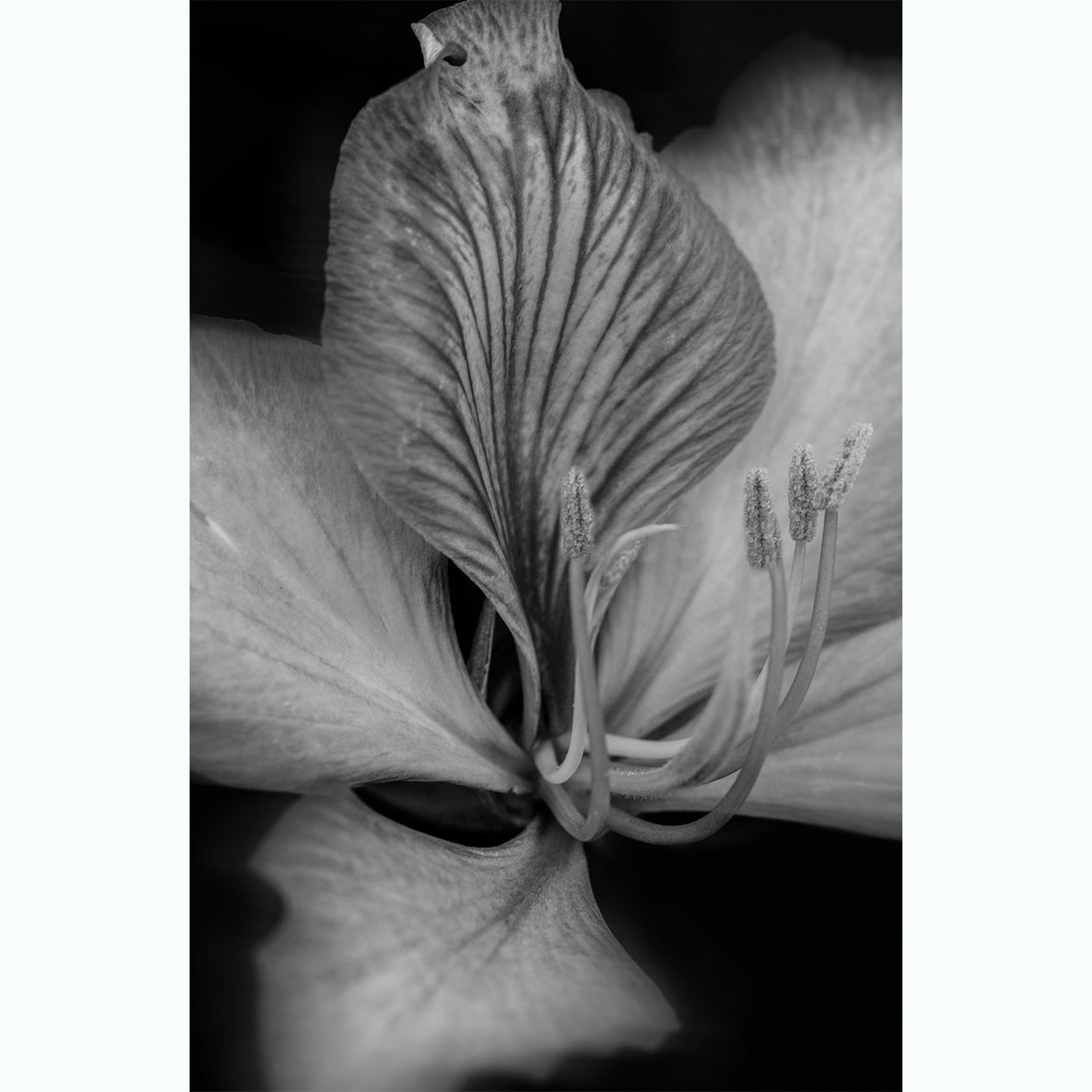 botanic-photography-black-and-white