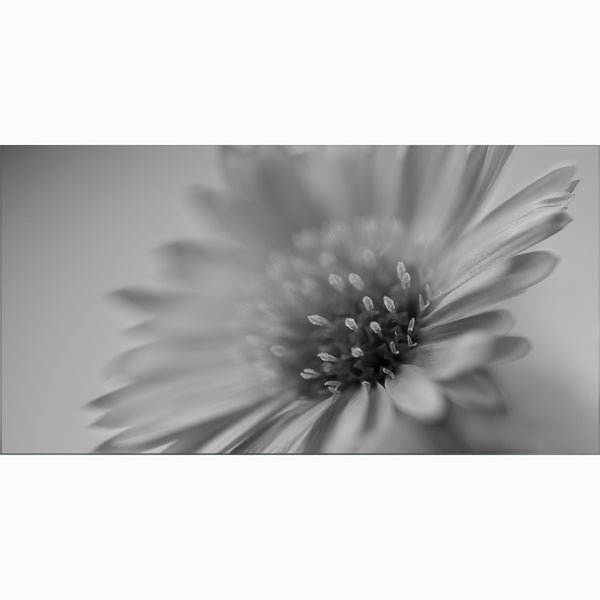 black-and-white-botanic-photography