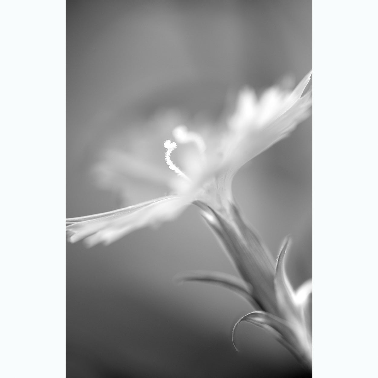 fine-art-photography-botanic-black-and-white