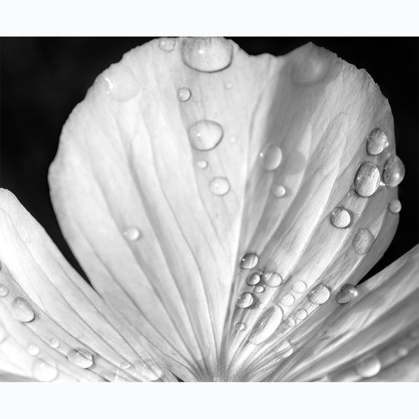 black-and-white-botanic-photography