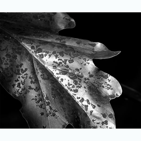 botanical-photography-black-and-white