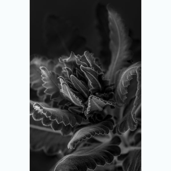 botanical-photography-black-and-white