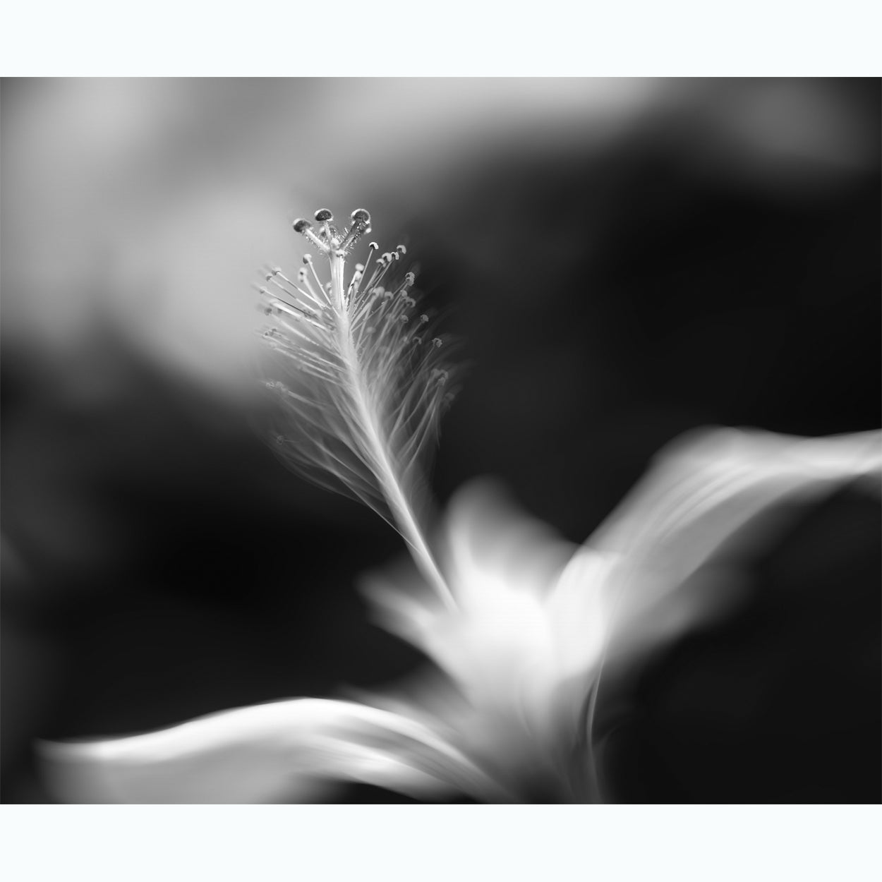 black-and-white-floral-fine-art-photography