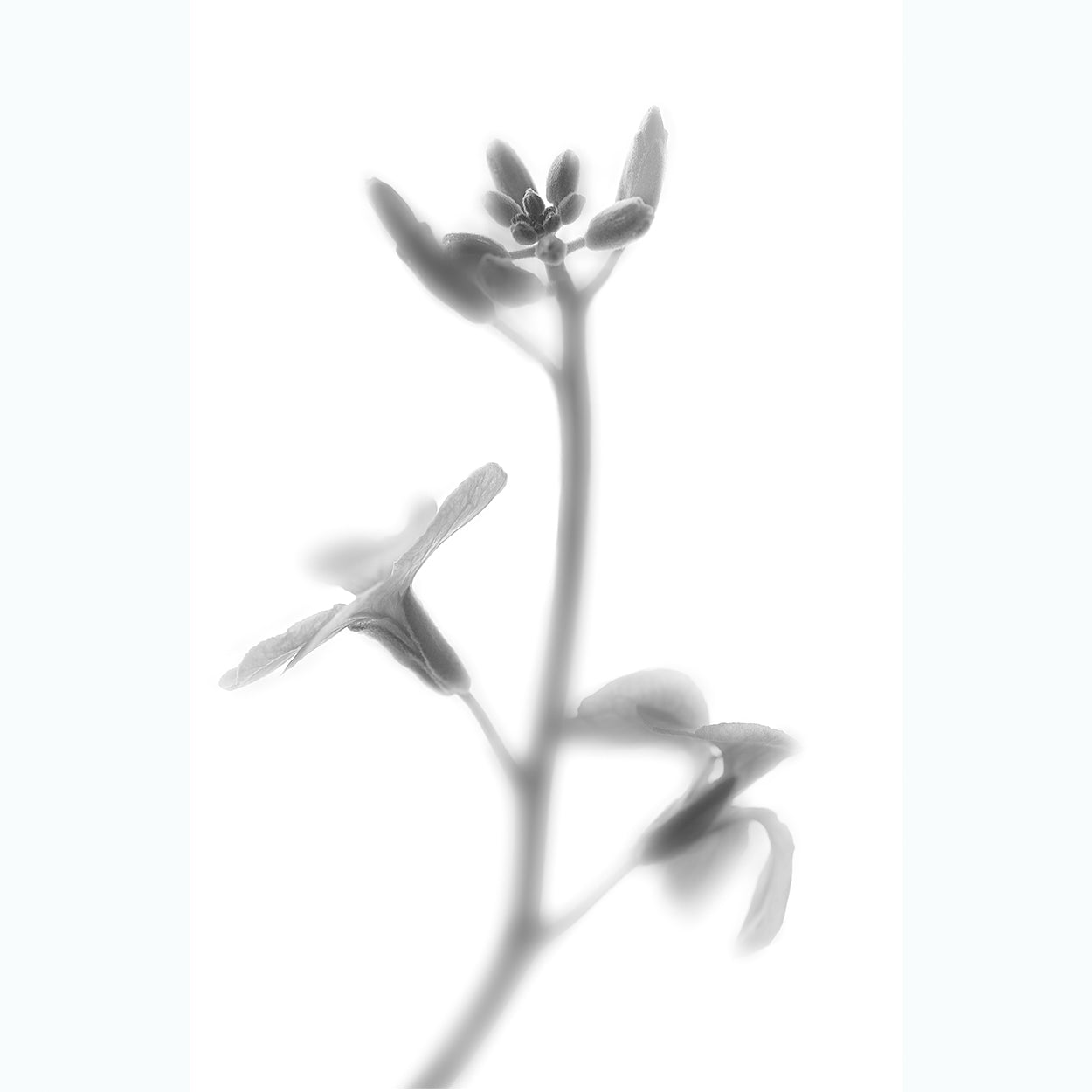 floral-black-and-white-fine-art-photography