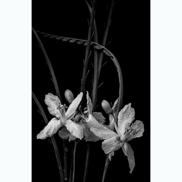 botanical-photography-black-and-white