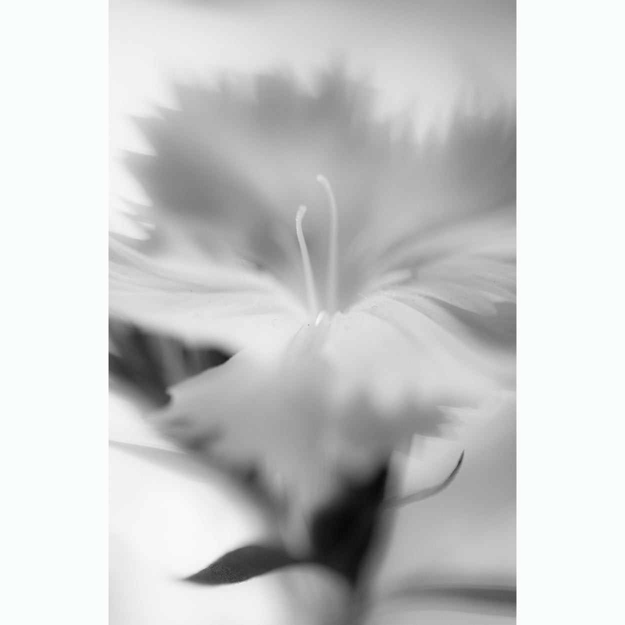 floral-black-and-white-fine-art-photography