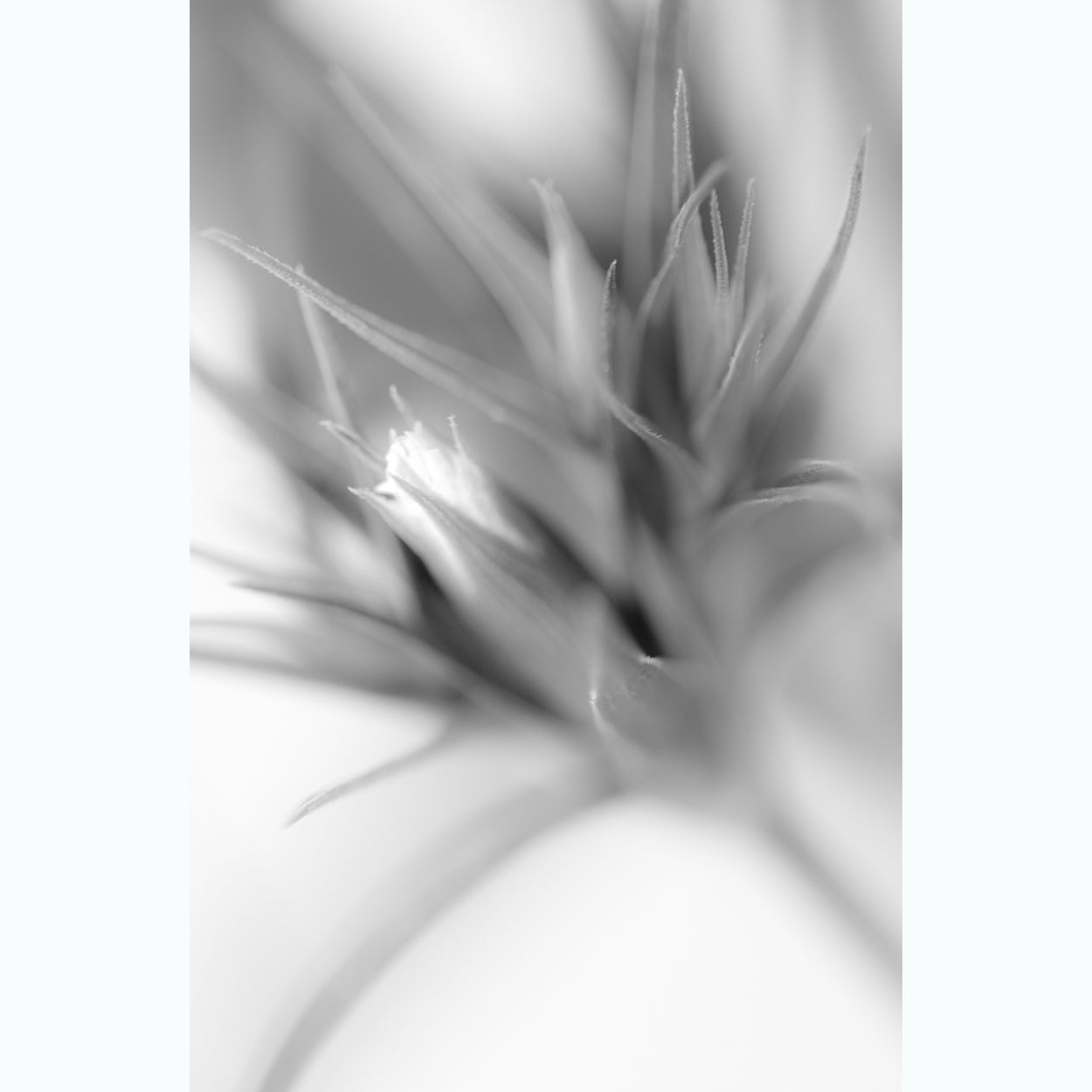 fine-art-photography-botanic-black-and-white