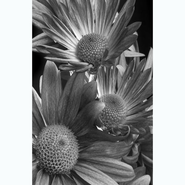 black-and-white-botanic-photography