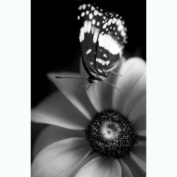 botanic-photography-black-and-white