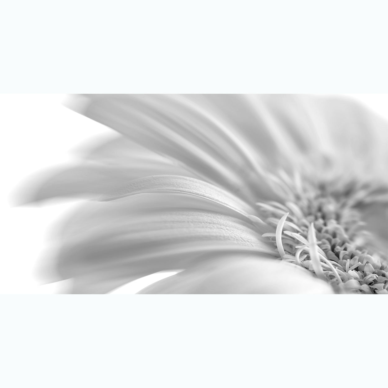 botanical-photography-black-and-white