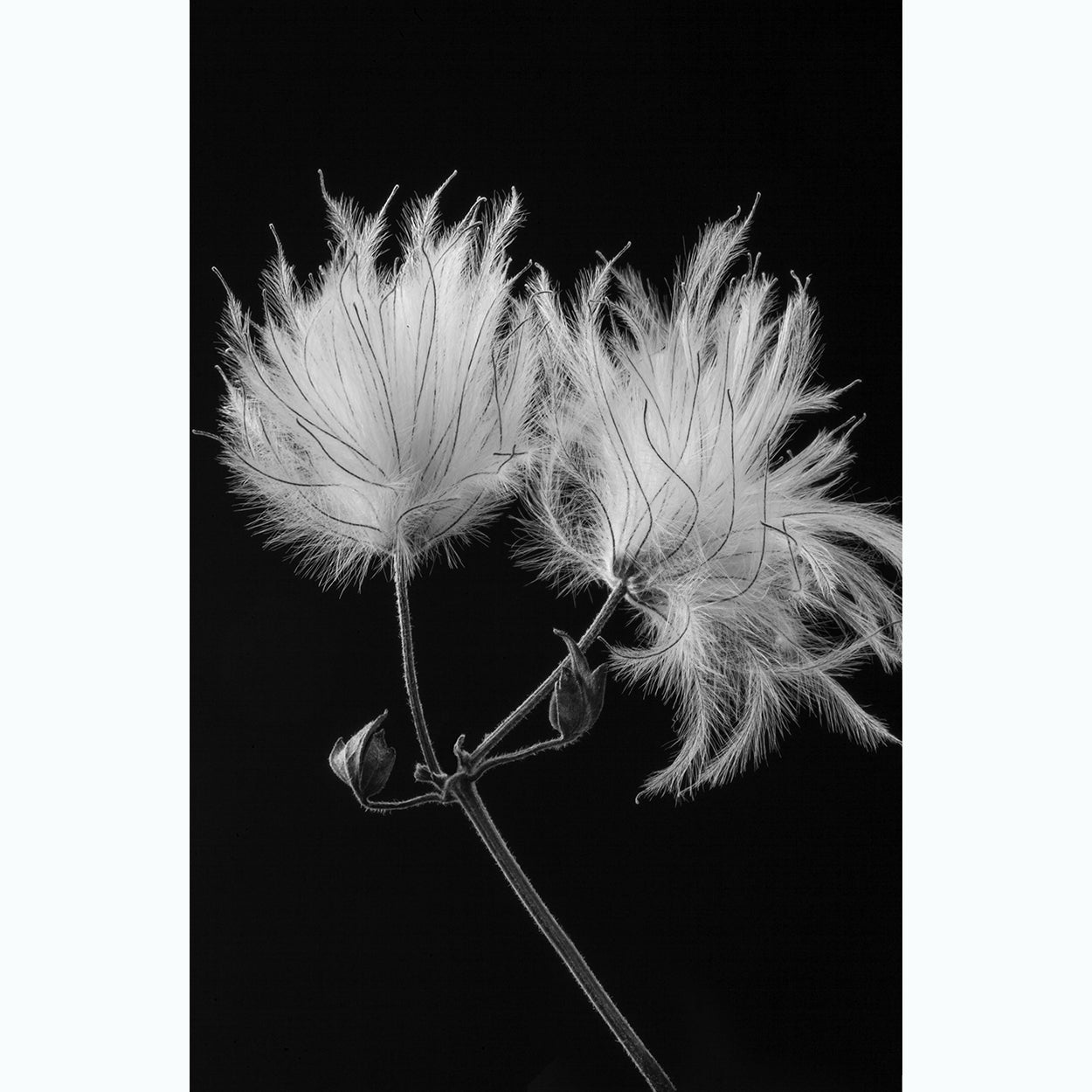 botanic-photography-black-and-white