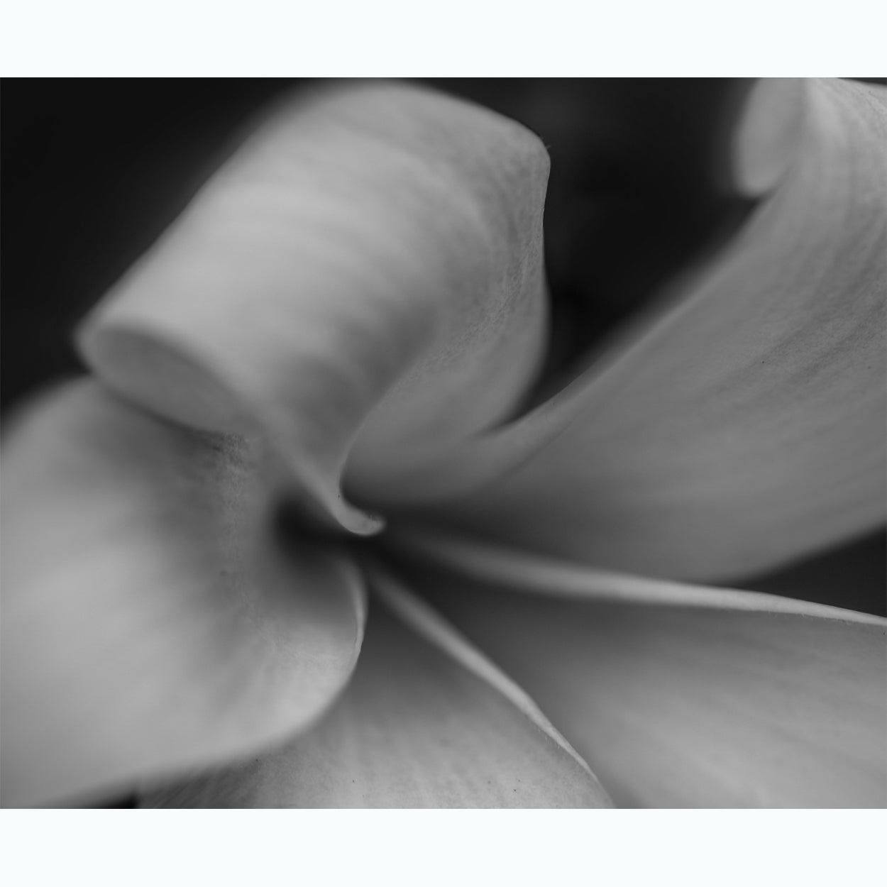 floral-black-and-white-fine-art-photography