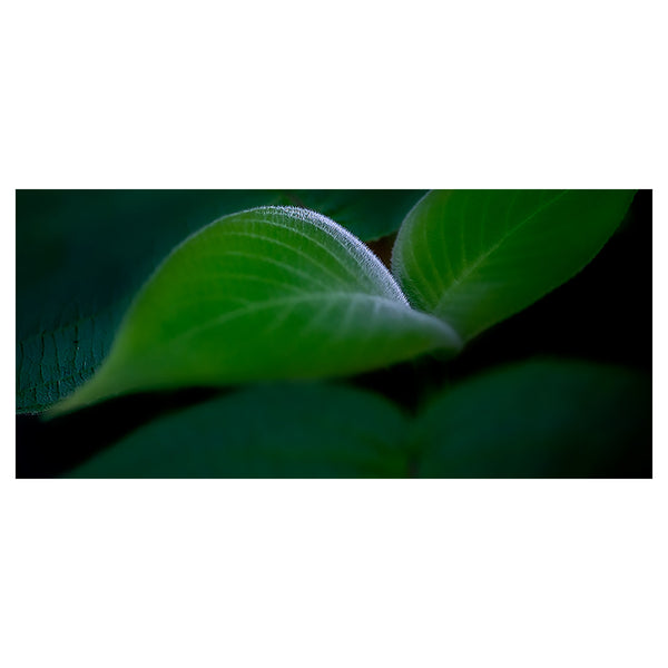 botanical-fine-art-photography