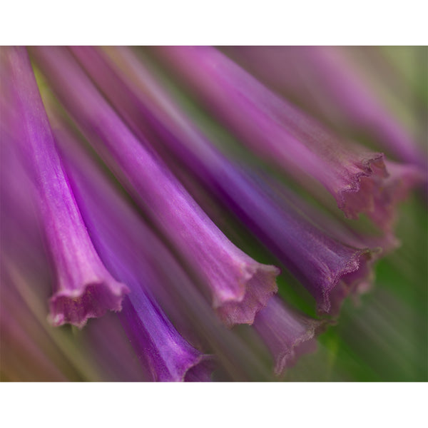 botanical-fine-art-photography-artwork