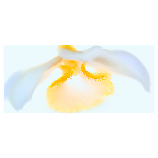 botanical-fine-art-photography-artwork