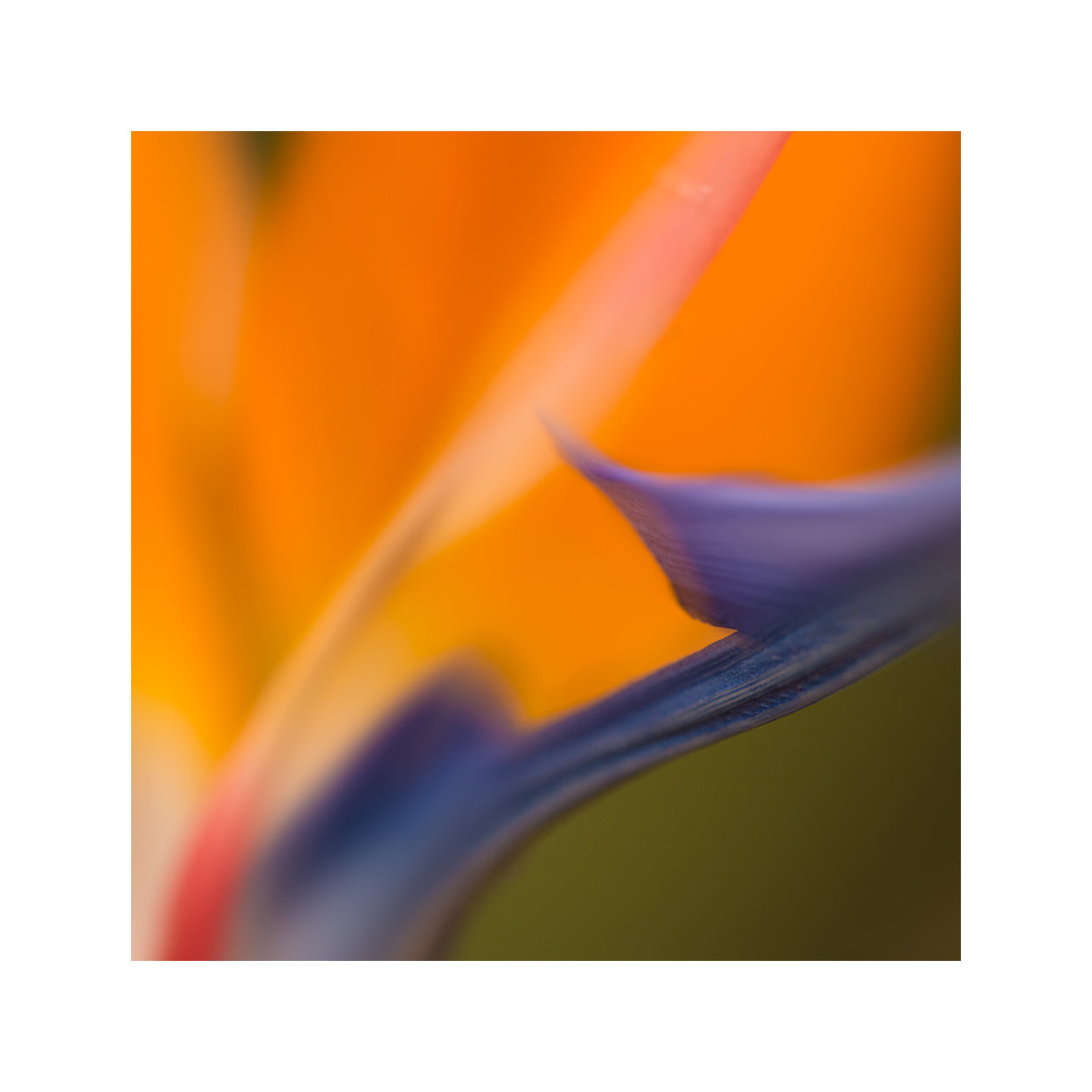 botanical-fine-art-photography