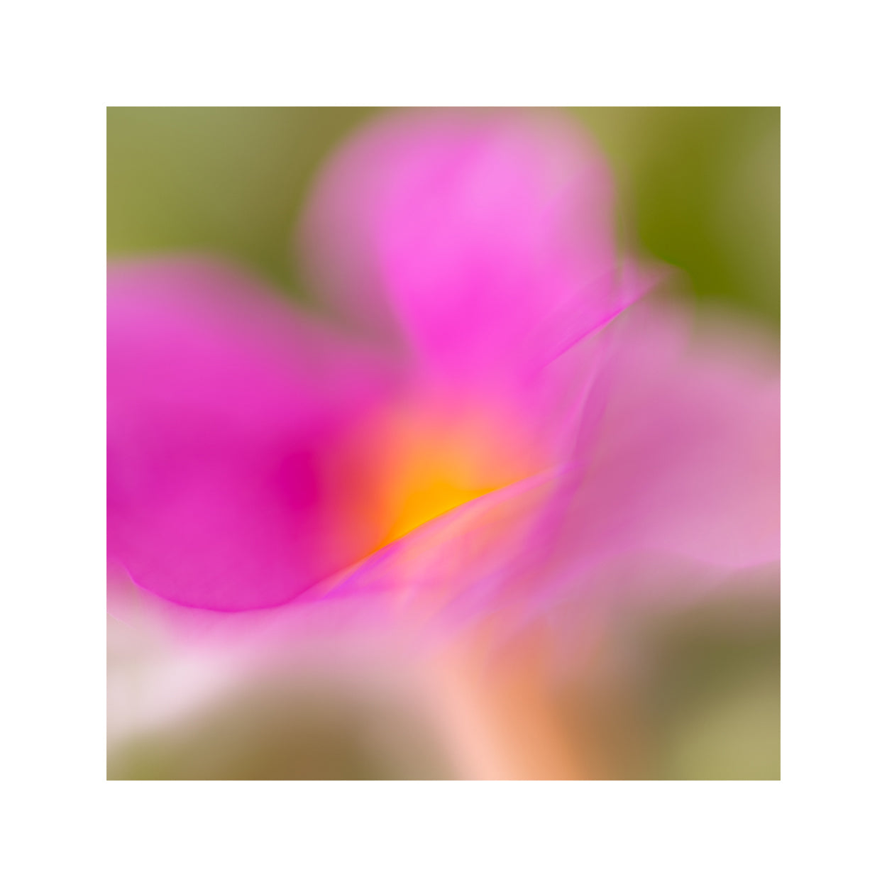 botanical-fine-art-photography-artwork