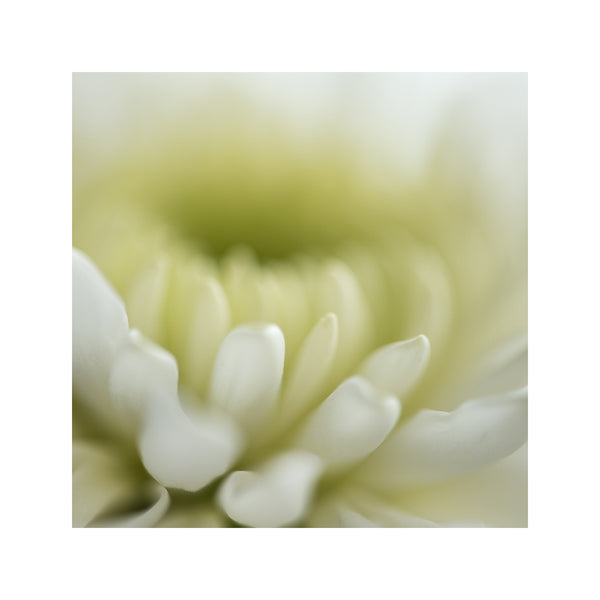 botanical-fine-art-print