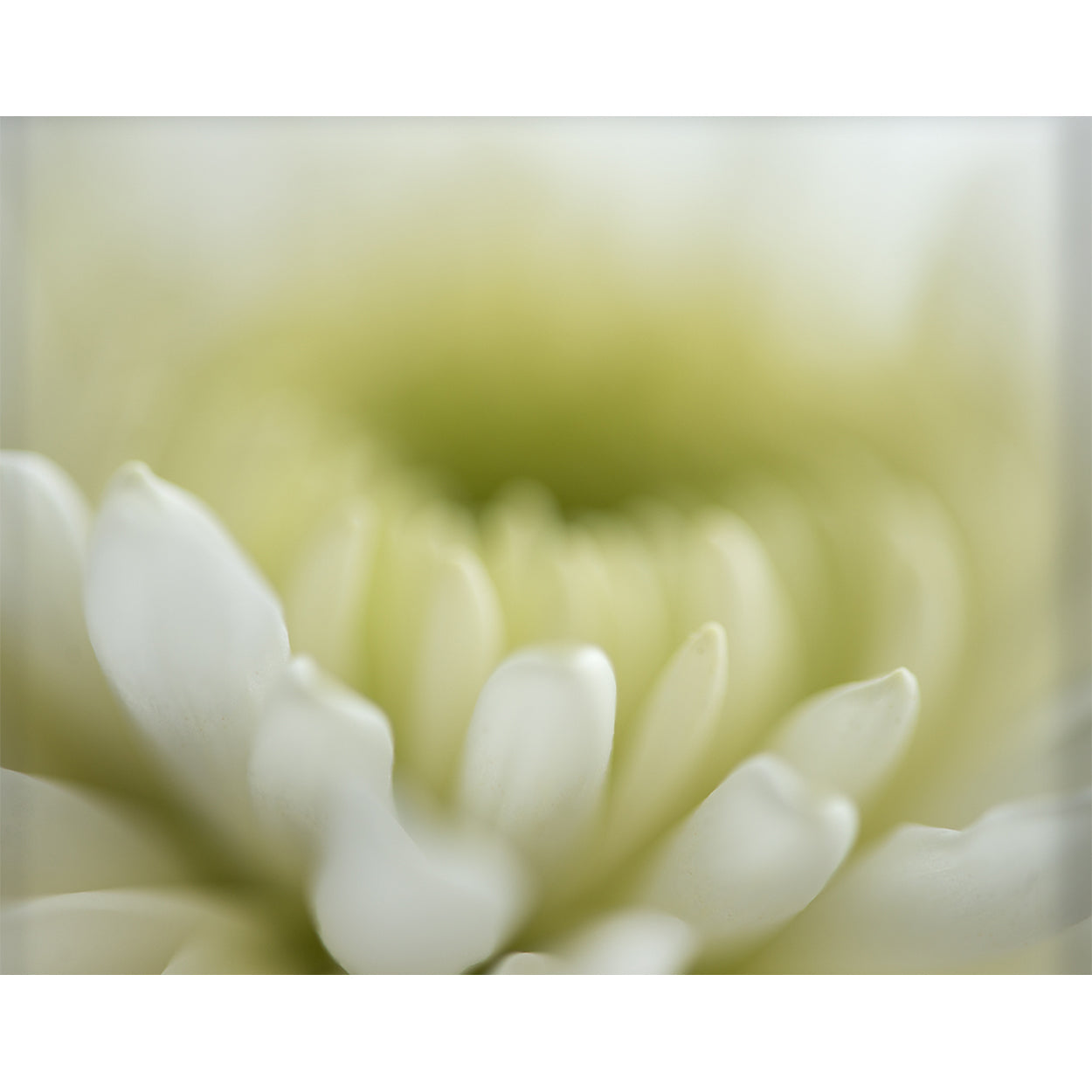 botanical-fine-art-photography-artwork