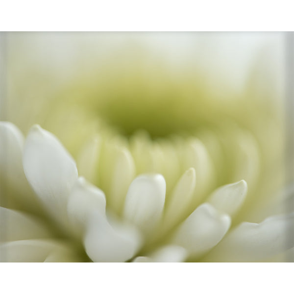 botanical-fine-art-photography-artwork