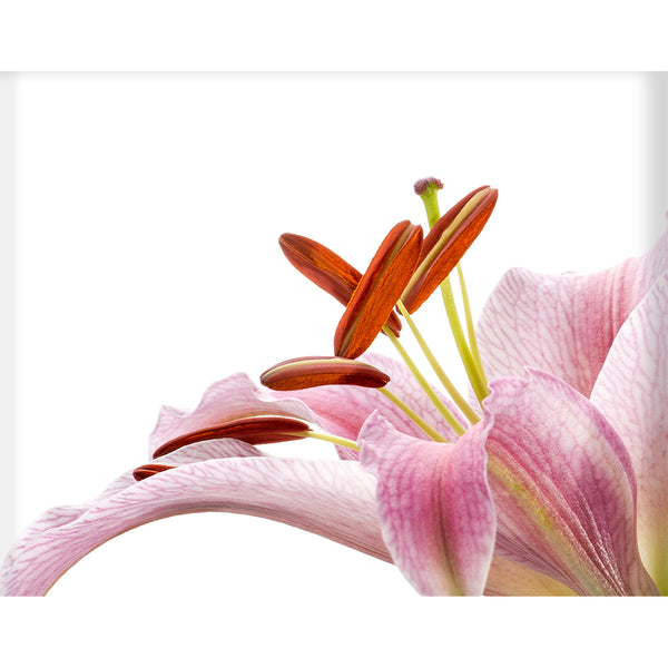 botanical-fine-art-print