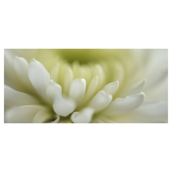 botanical-fine-art-photography-artwork