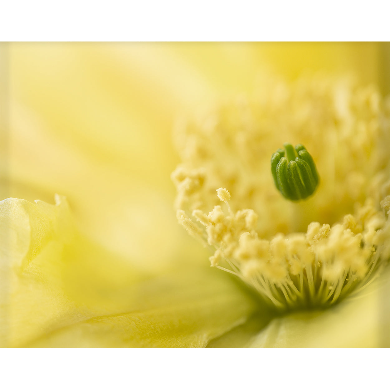 botanical-fine-art-photography-artwork