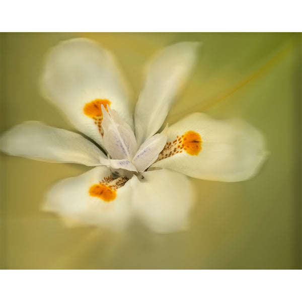 botanical-fine-art-photography