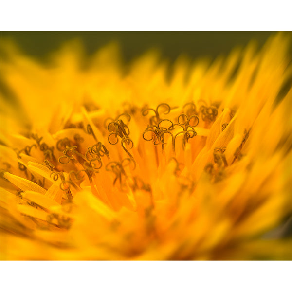 abstract-flower-fine-art-photography