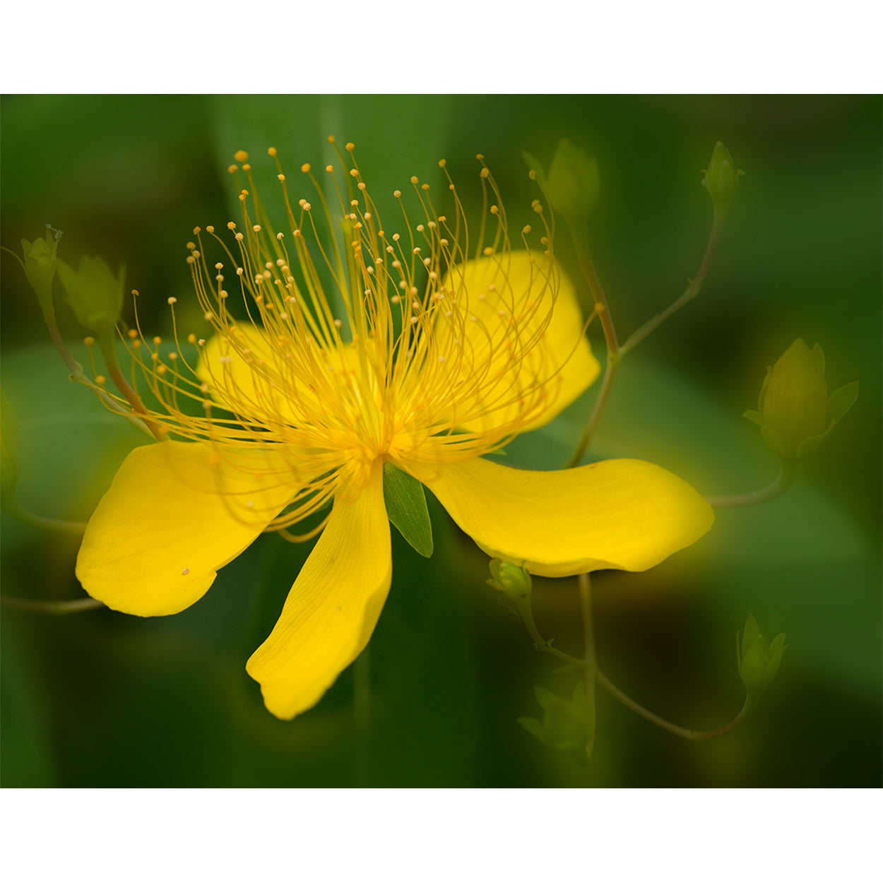 botanical-fine-art-photography