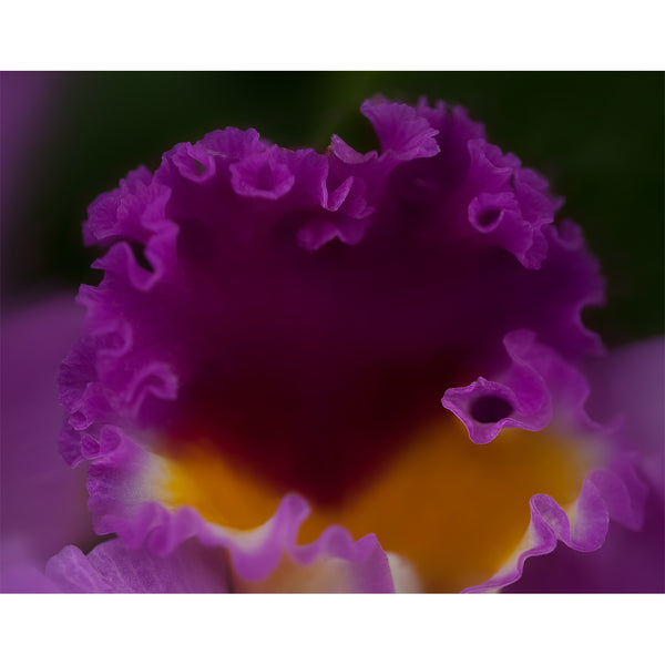 botanical-fine-art-photography