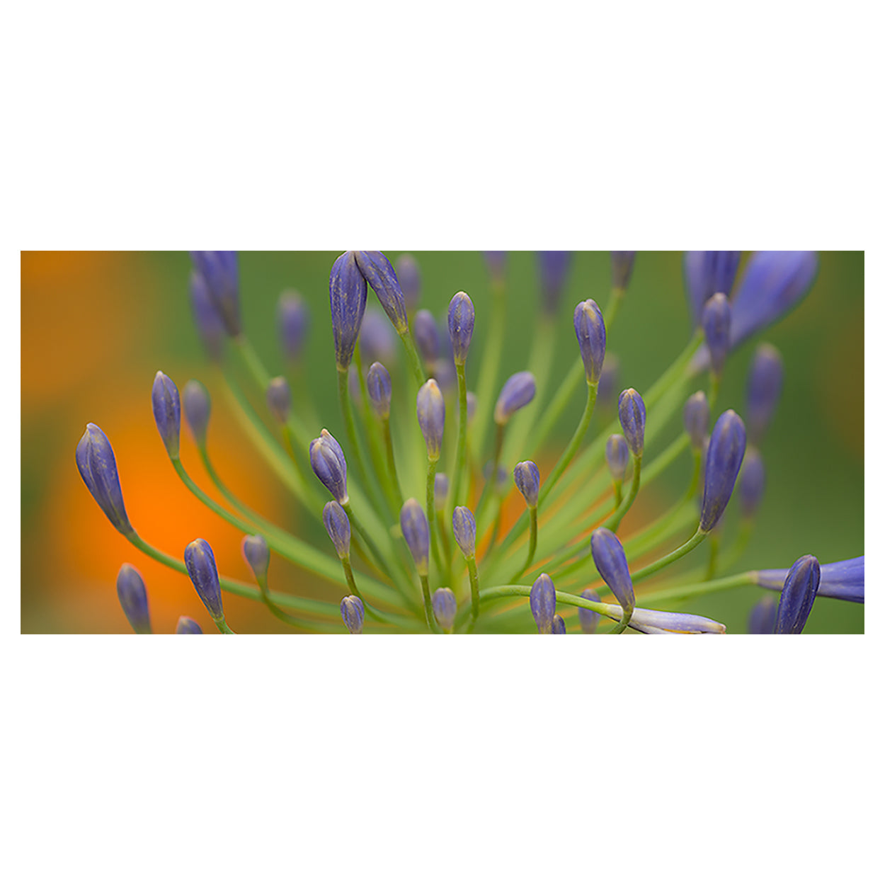 botanical-fine-art-photography