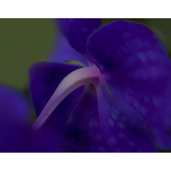 botanical-fine-art-photography