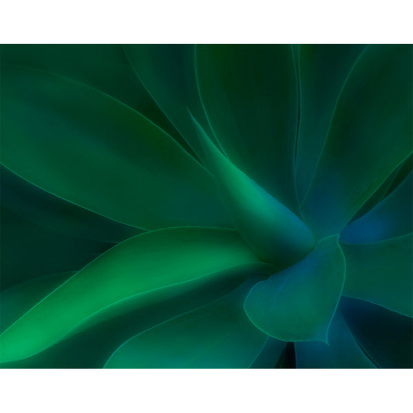 botanical-fine-art-photography-artwork