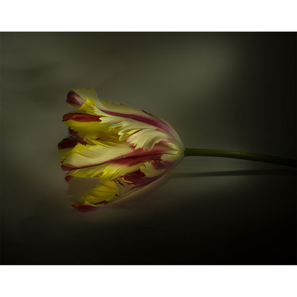 botanical-fine-art-photography