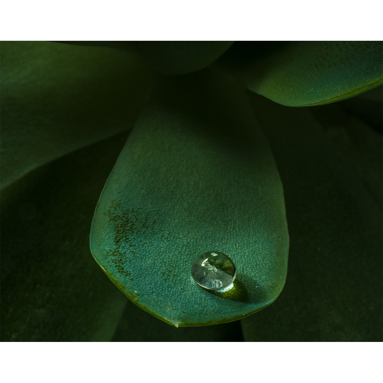 botanical-fine-art-photography-artwork