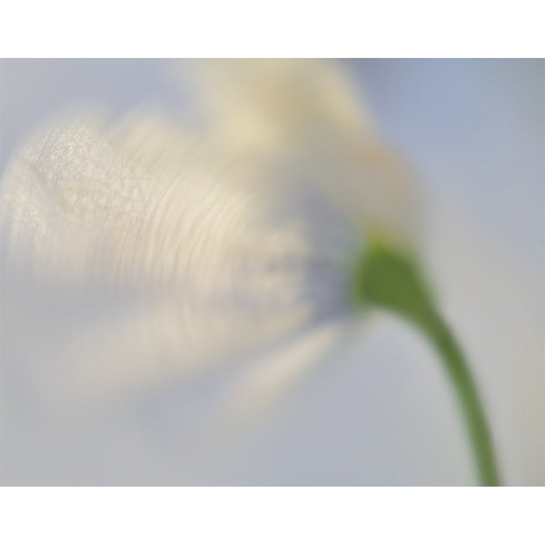 botanical-fine-art-photography